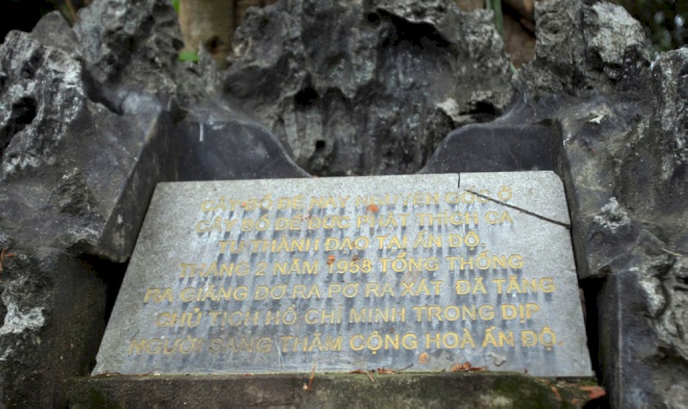 This Bodhi tree symbolizes the ancient friendship between Vietnam and India 